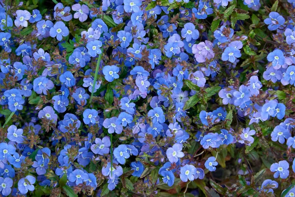 カラフルな小さな庭の花の背景 — ストック写真