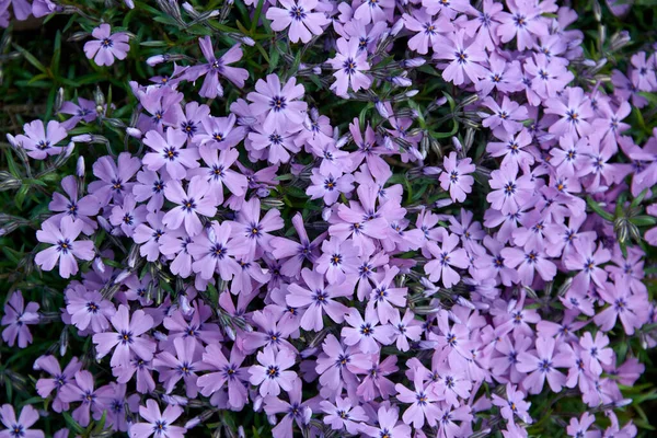 Barevné Malé Zahradní Květiny Pozadí — Stock fotografie