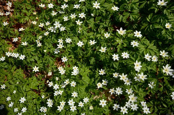 Green Timbleweed Spring — Stock Photo, Image