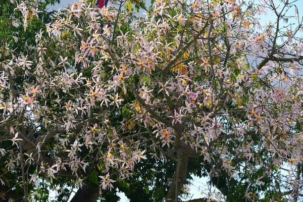 Flaschenbaum Blüte Spanien — Stockfoto