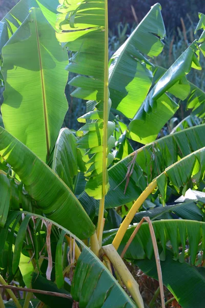 Árbol Tropical Del Banano Hojas Tropicales —  Fotos de Stock
