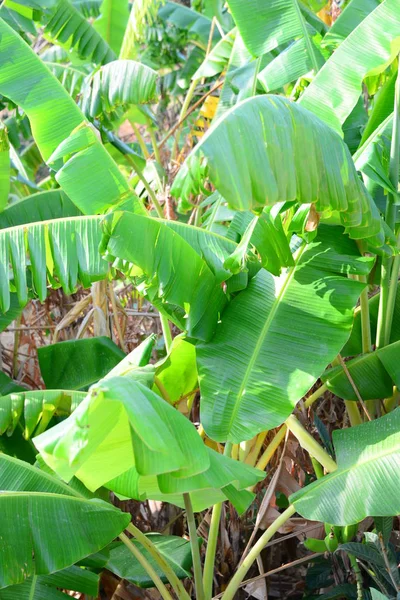 Tropische Bananenboom Tropische Bladeren — Stockfoto