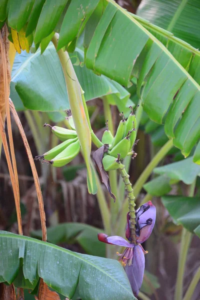 Banana Tropical Folhas Tropicais — Fotografia de Stock