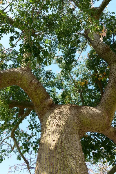 Flaschenbaum Blüte Spanien — Stockfoto