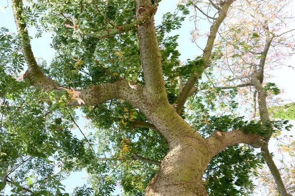 Bottle Tree Blossom Spain — Stock Photo, Image