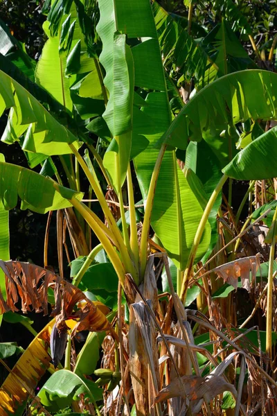 Banana Tropical Folhas Tropicais — Fotografia de Stock