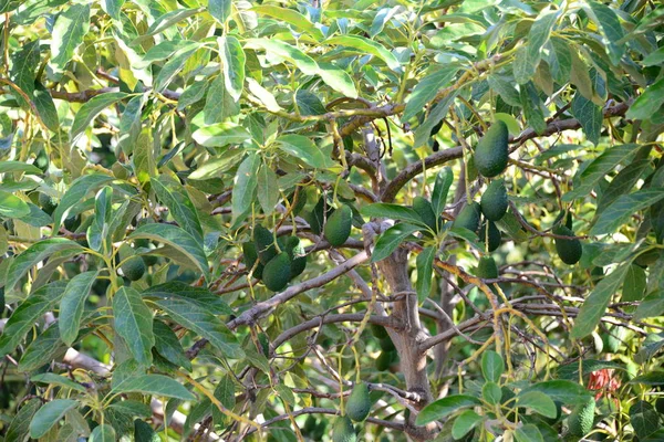 Avocados Деревья Растущие Саду Природа Форумы — стоковое фото