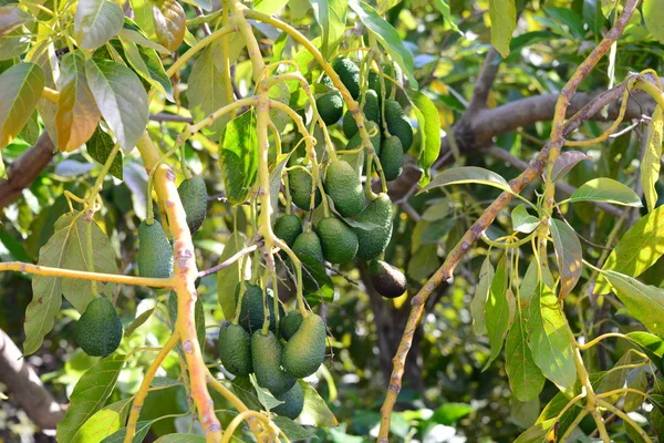 Avocados Baum Der Garten Natur Und Foren Wächst — Stockfoto