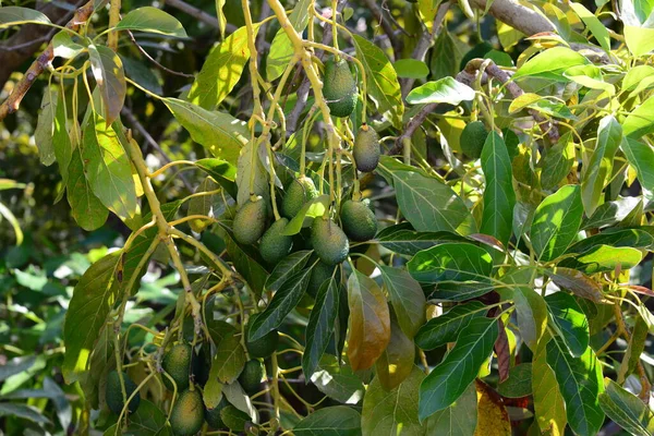 avocados, tree growing in garden, nature and fora