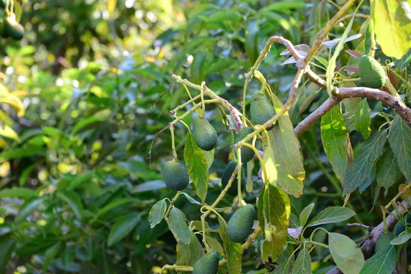 Avocado Albero Che Cresce Giardino Natura Forum — Foto Stock