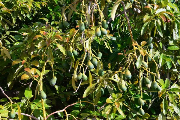 Avocado Albero Che Cresce Giardino Natura Forum — Foto Stock