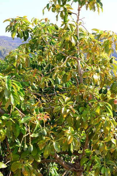 Авокадо Дерево Росте Саду Природі Форумах — стокове фото
