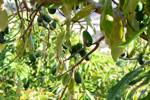 Avocados Baum Der Garten Natur Und Foren Wächst — Stockfoto