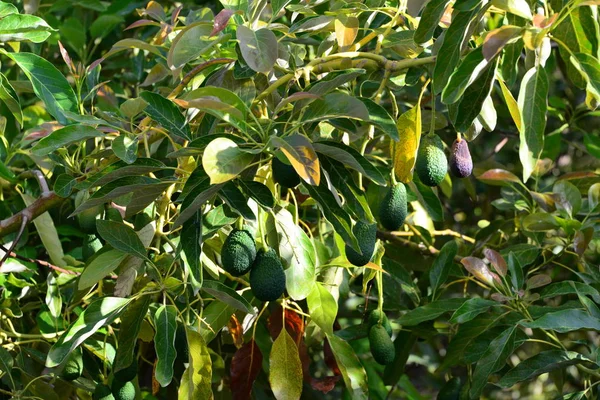 Avocados Baum Der Garten Natur Und Foren Wächst — Stockfoto