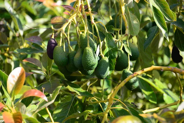 Avokado Träd Som Växer Trädgård Natur Och Fora — Stockfoto