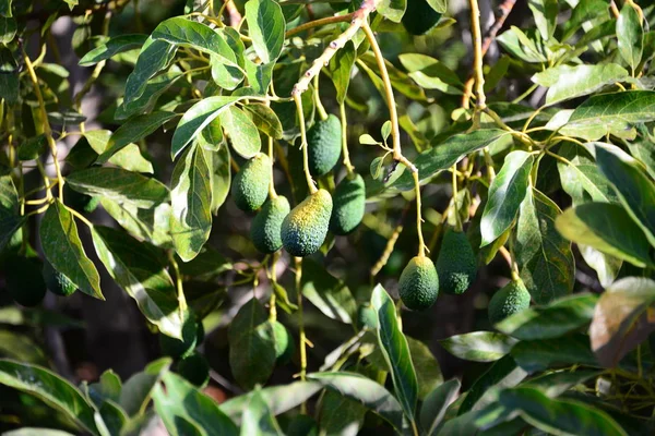 Abacates Árvore Crescendo Jardim Natureza Fóruns — Fotografia de Stock