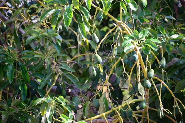 Avocados Деревья Растущие Саду Природа Форумы — стоковое фото