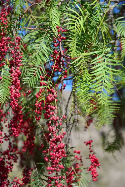 Червоний Перець Дереві Іспанії — стокове фото
