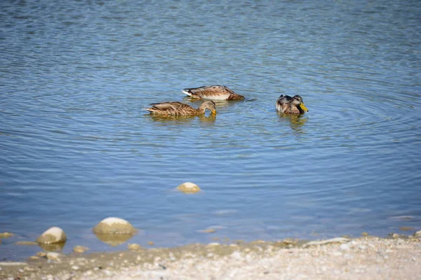 Canard Colvert Sur Méditerranée — Photo