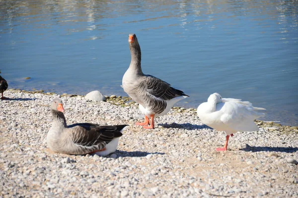 ガチョウはスペインの地中海で — ストック写真