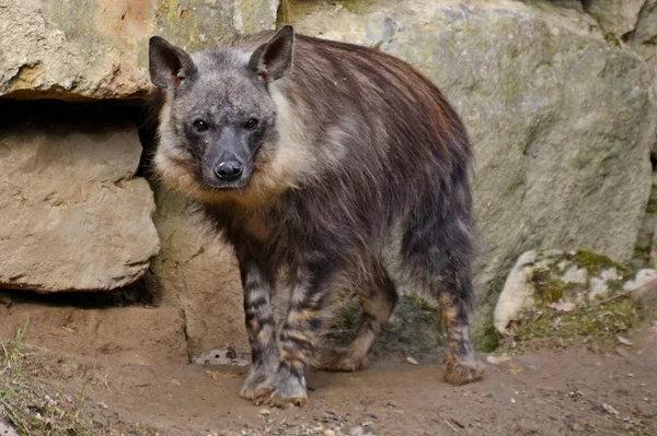 Hyena Pada Alam Liar — Stok Foto