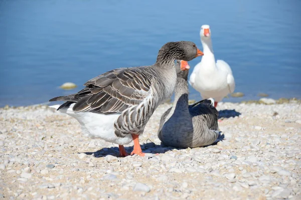 Full Geese Medanean Spain — стоковое фото