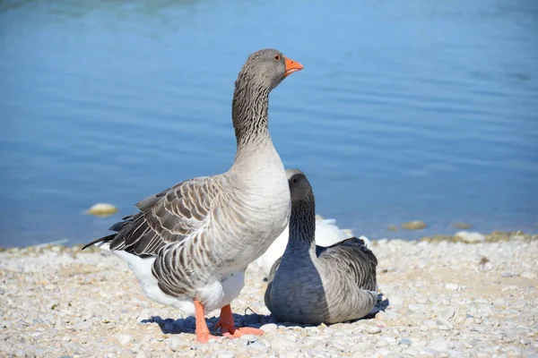 Volle Ganzen Aan Middellandse Zee Spanje — Stockfoto