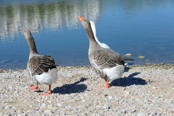 Voll Gänse Mittelmeer Spanien — Stockfoto