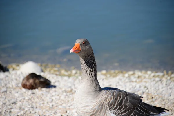 Full Geese Medanean Spain — стоковое фото