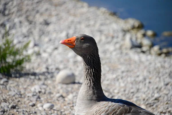 Full Geese Mediterranean Spain — Stock Photo, Image