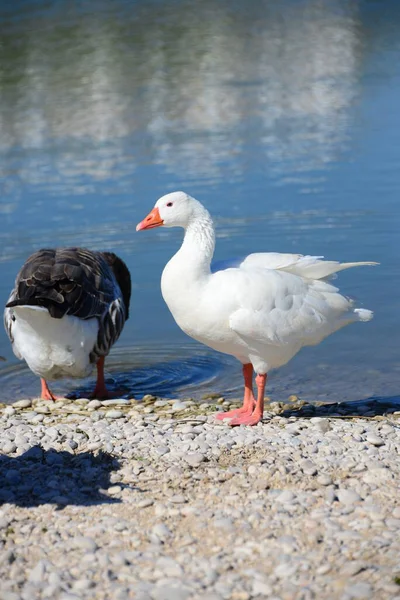 Voll Gänse Mittelmeer Spanien — Stockfoto