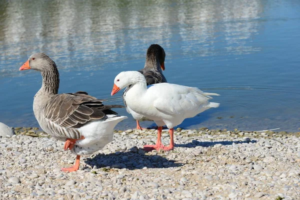 Voll Gänse Mittelmeer Spanien — Stockfoto