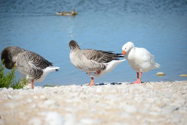 Volle Ganzen Aan Middellandse Zee Spanje — Stockfoto