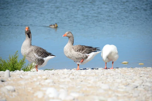 Volle Ganzen Aan Middellandse Zee Spanje — Stockfoto