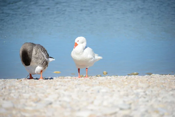 ガチョウはスペインの地中海で — ストック写真