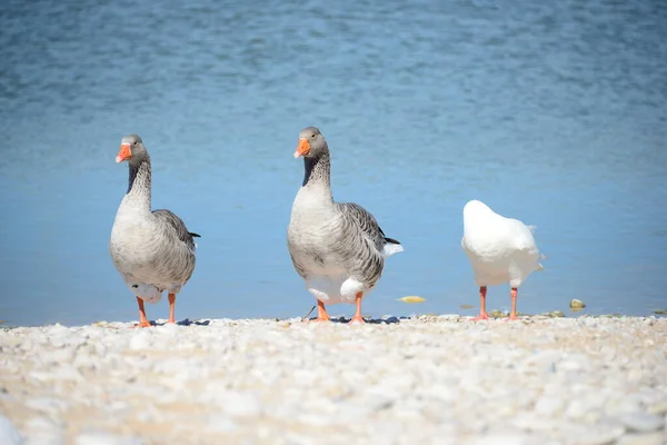 Full Geese Mediterranean Spain — Stock Photo, Image