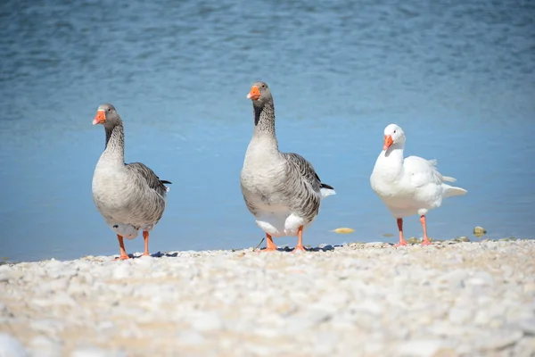 Volle Ganzen Aan Middellandse Zee Spanje — Stockfoto