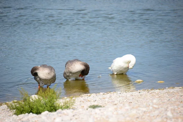 Whole Geese Mediterranean Sea Spain — 스톡 사진