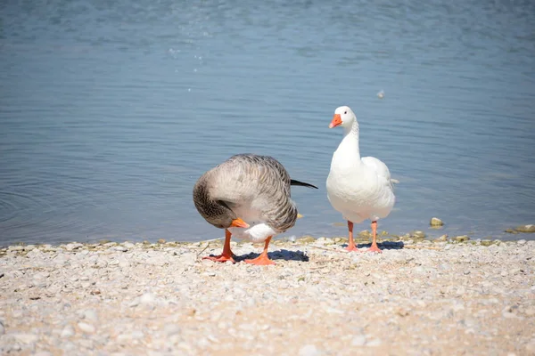 Whole Geese Mediterranean Sea Spain — Φωτογραφία Αρχείου