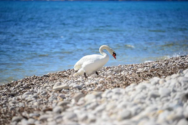 Cigno Sul Mar Mediterraneo — Foto Stock