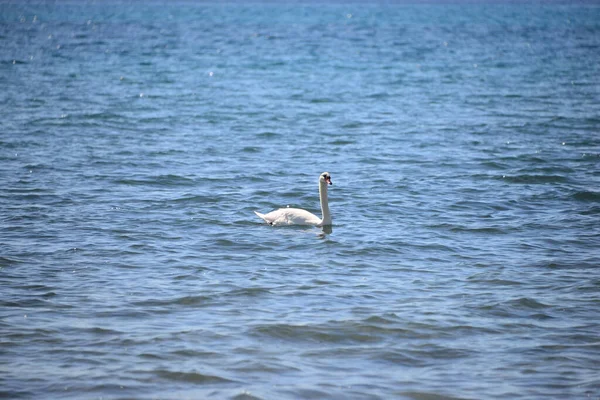 Cygne Sur Mer Méditerranée — Photo