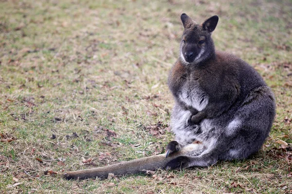 Bennett Kenguru Macropus Rufogriseus — Stock Fotó