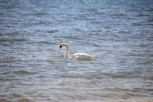 Swan Mediterranean Sea — Stock Photo, Image
