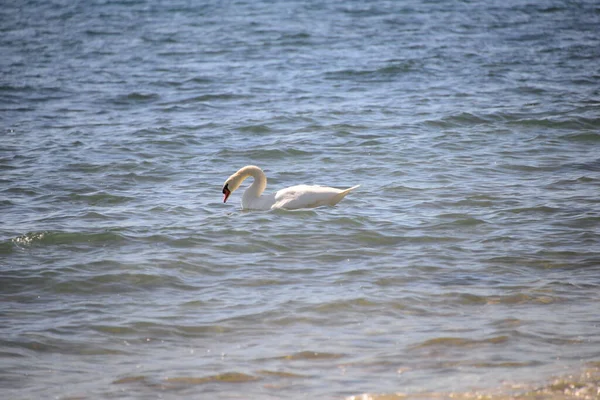 地中海の白鳥 — ストック写真