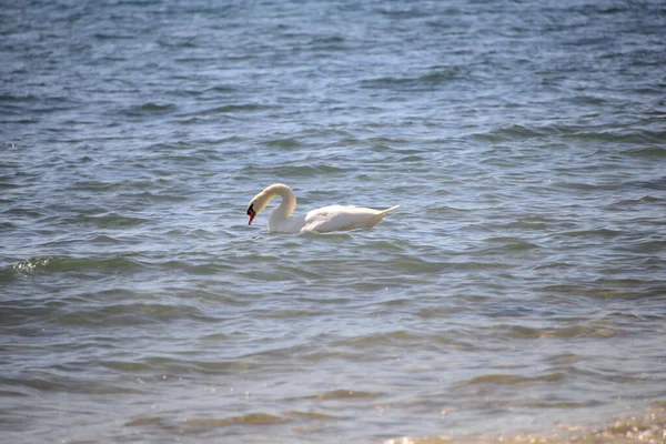 Lebădă Marea Mediteraneană — Fotografie, imagine de stoc