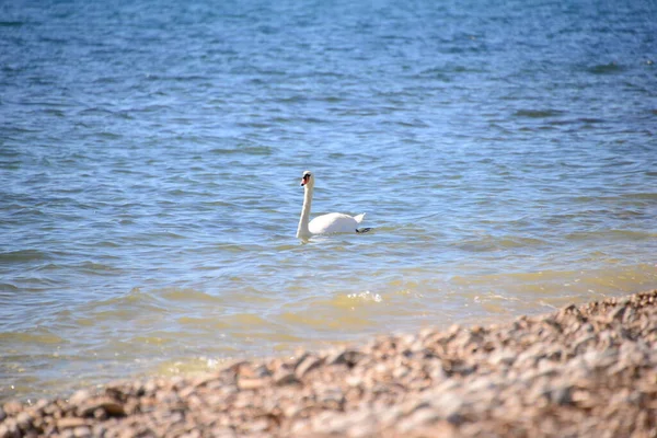 地中海の白鳥 — ストック写真