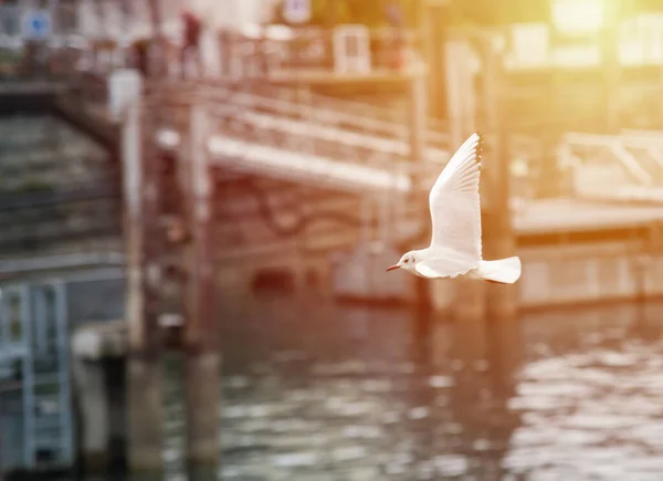 Seagull Гавани Закат Восход Солнца — стоковое фото