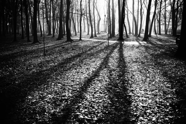Μυστηριώδες Σκοτεινό Παλιό Δάσος Στην Ομίχλη Μαύρο Και Άσπρο — Φωτογραφία Αρχείου