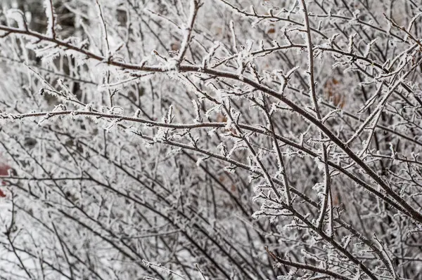 Туман Зимой Деревья Покрыты Инеем — стоковое фото