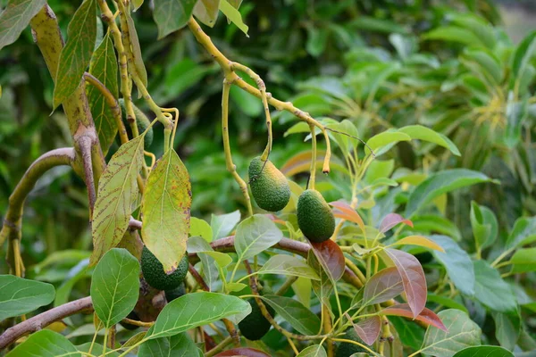 Avocado All Albero Spagna — Foto Stock